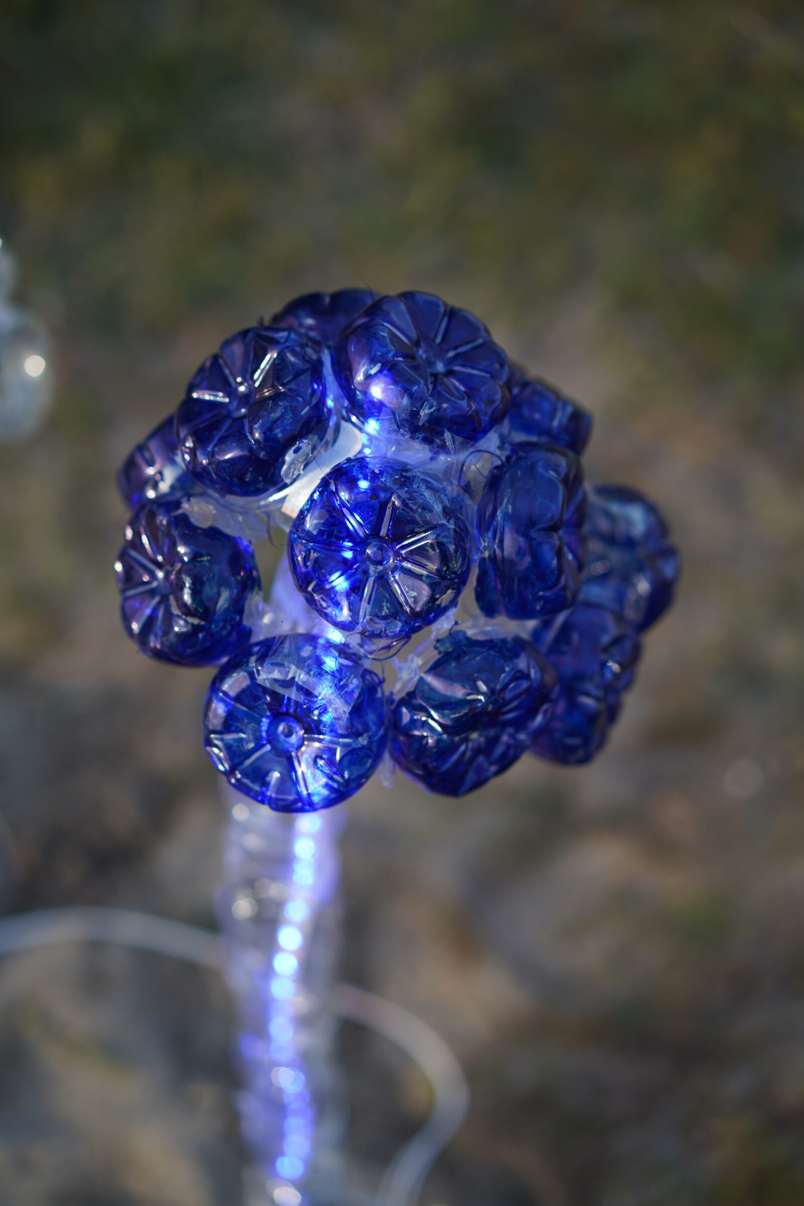 Alternature / Mushrooms, image 3